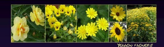 LZ yellow flowers